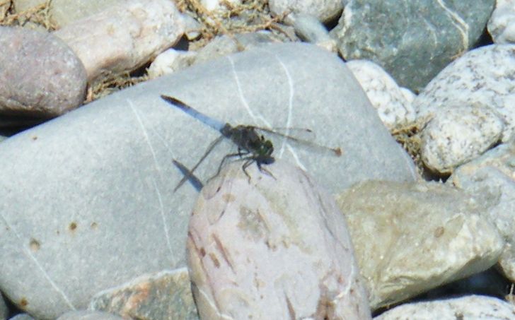 Orthetrum cancellatum predatore di altre libellule